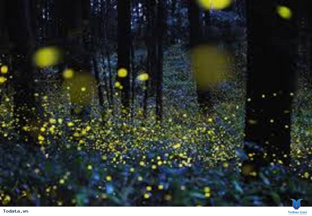 Lễ hội đom đóm Muju đẹp lung linh, huyền ảo - Ảnh 3