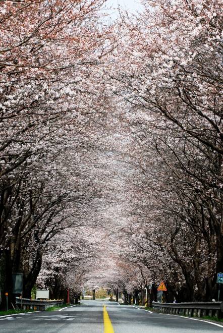 Lễ hội hoa anh đào mong đợi nhất vào mùa xuân ở Hàn Quốc - Ảnh 1 Lễ hội hoa anh đào mong đợi nhất vào mùa xuân ở Hàn Quốc - Ảnh 1