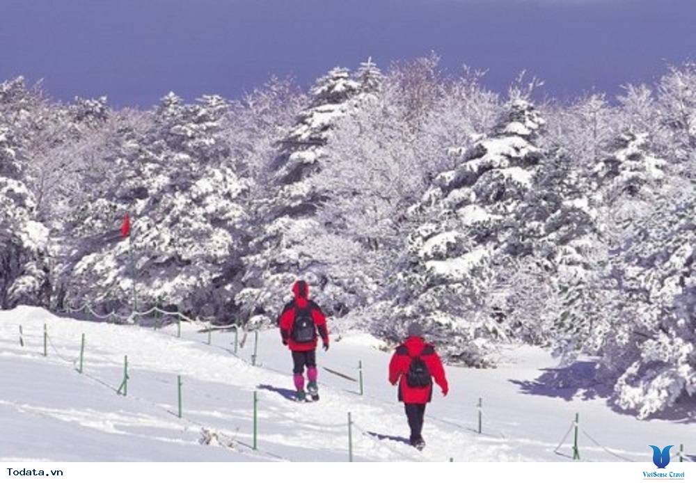 Lễ hội tuyết núi Taebaeksan đặc sắc nhất mùa đông ở Hàn Quốc - Ảnh 3