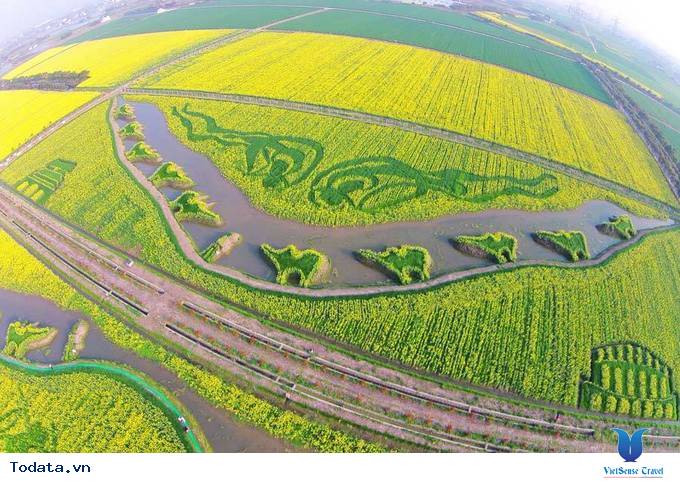 Lộng lẫy với thảm cải hoa vàng ở Trung Quốc - Ảnh 5 Lộng lẫy với thảm cải hoa vàng ở Trung Quốc - Ảnh 5