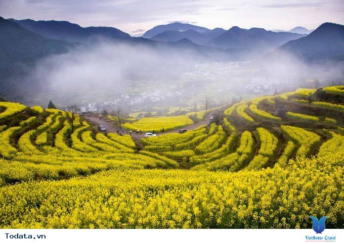 Lộng lẫy với thảm cải hoa vàng ở Trung Quốc - Ảnh 1 Lộng lẫy với thảm cải hoa vàng ở Trung Quốc - Ảnh 1