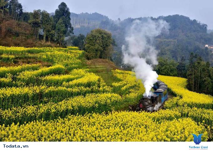 Lộng lẫy với thảm cải hoa vàng ở Trung Quốc - Ảnh 2 Lộng lẫy với thảm cải hoa vàng ở Trung Quốc - Ảnh 2