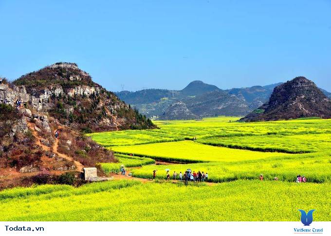 Lộng lẫy với thảm cải hoa vàng ở Trung Quốc - Ảnh 4 Lộng lẫy với thảm cải hoa vàng ở Trung Quốc - Ảnh 4