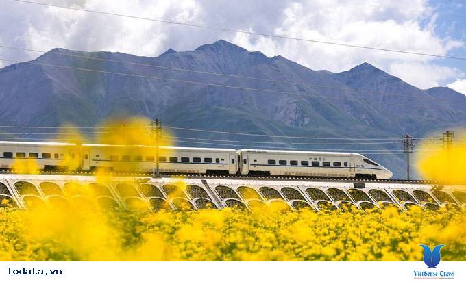 Lộng lẫy với thảm cải hoa vàng ở Trung Quốc - Ảnh 3 Lộng lẫy với thảm cải hoa vàng ở Trung Quốc - Ảnh 3