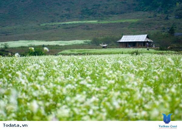 Mộc Châu - Điểm Đến Đáng Để Đi Nhất Vào Tháng 11 Này - Ảnh 11 Mộc Châu - Điểm Đến Đáng Để Đi Nhất Vào Tháng 11 Này - Ảnh 11