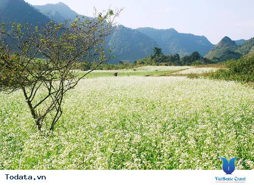 Mộc Châu - Điểm Đến Đáng Để Đi Nhất Vào Tháng 11 Này - Ảnh 8 Mộc Châu - Điểm Đến Đáng Để Đi Nhất Vào Tháng 11 Này - Ảnh 8