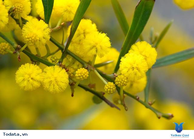 Món Ngon - Điểm Đẹp Đừng Bỏ Lỡ Khi Đến Đà Lạt - Ảnh 6