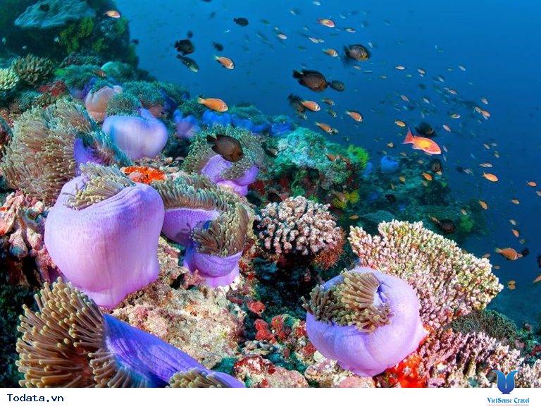 Một cảnh tượng lặn ngắm san hô thật là tuyệt vời tại HP Reef - Ảnh 1