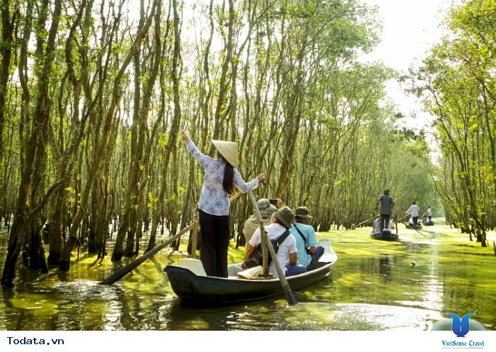 Một màu xanh ngắt ở rừng tràm Trà Sư - Ảnh 1