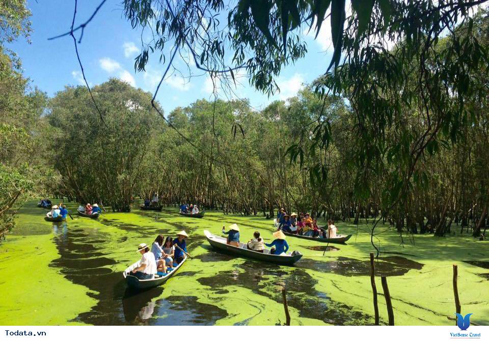 Một màu xanh ngắt ở rừng tràm Trà Sư - Ảnh 2