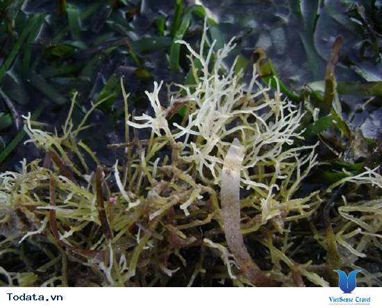 Một món đặc sản mà khá nhiều du khách khi đến du lịch lý sơn chưa được thưởng thức - Ảnh 3