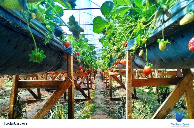 Một Vài Chiêu Tránh Nạn Chặt Chém Khi Đi Đà Lạt - Ảnh 5 Một Vài Chiêu Tránh Nạn Chặt Chém Khi Đi Đà Lạt - Ảnh 5