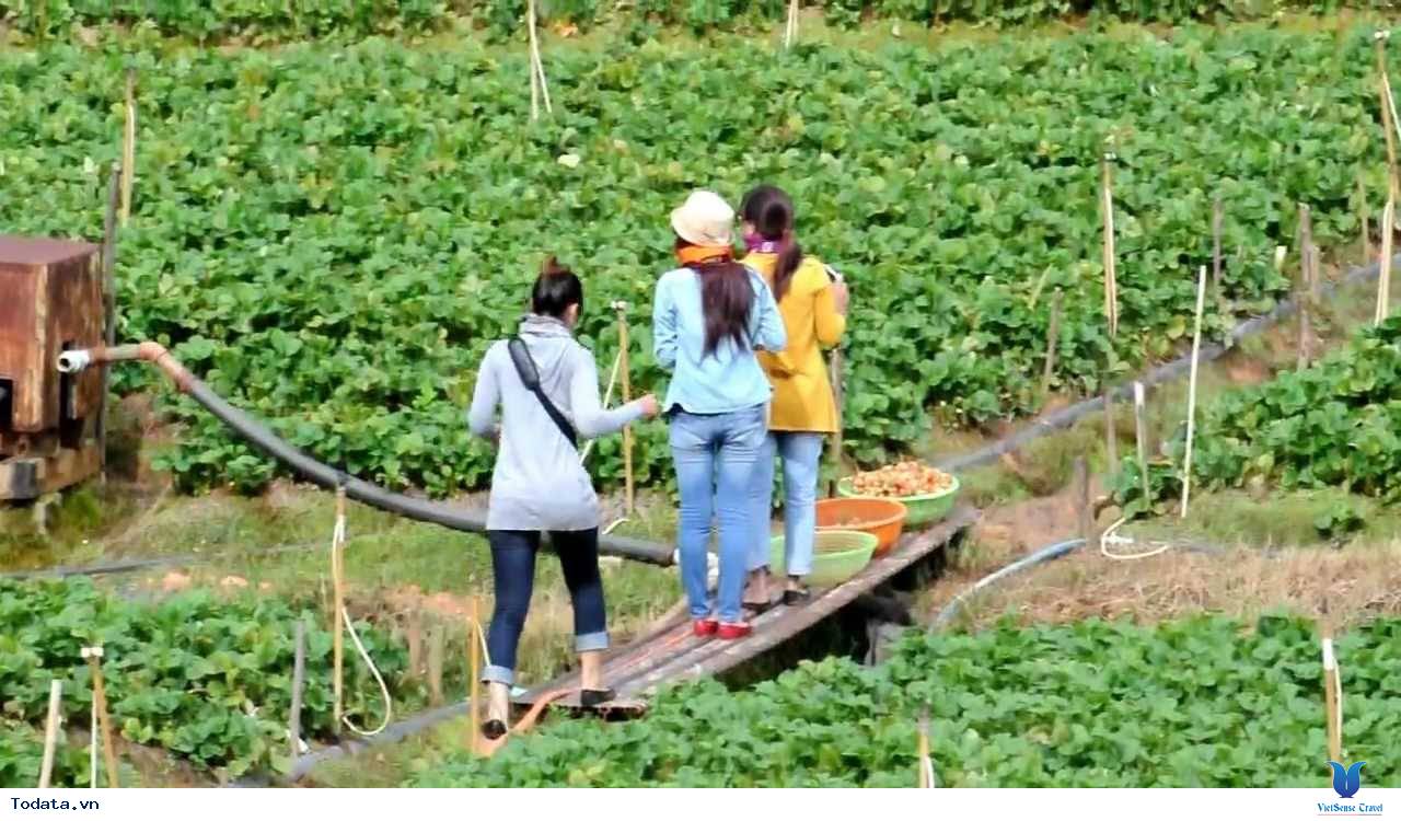 Một Vài Chiêu Tránh Nạn Chặt Chém Khi Đi Đà Lạt - Ảnh 6 Một Vài Chiêu Tránh Nạn Chặt Chém Khi Đi Đà Lạt - Ảnh 6