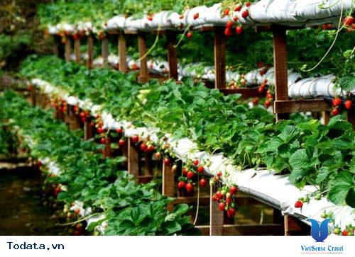 Một Vài Chiêu Tránh Nạn Chặt Chém Khi Đi Đà Lạt - Ảnh 4 Một Vài Chiêu Tránh Nạn Chặt Chém Khi Đi Đà Lạt - Ảnh 4