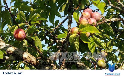 Mùa mận chín kéo du khách đến Bắc Hà - Ảnh 1