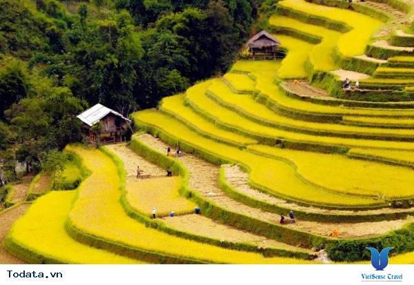 Nắng Thu Trên Cánh Đồng Mù Cang Chải - Ảnh 6 Nắng Thu Trên Cánh Đồng Mù Cang Chải - Ảnh 6