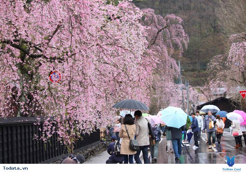Ngắm hoa anh đào Nhật Bản ở đâu là lý tưởng nhất – Phần 1 - Ảnh 3 Ngắm hoa anh đào Nhật Bản ở đâu là lý tưởng nhất – Phần 1 - Ảnh 3