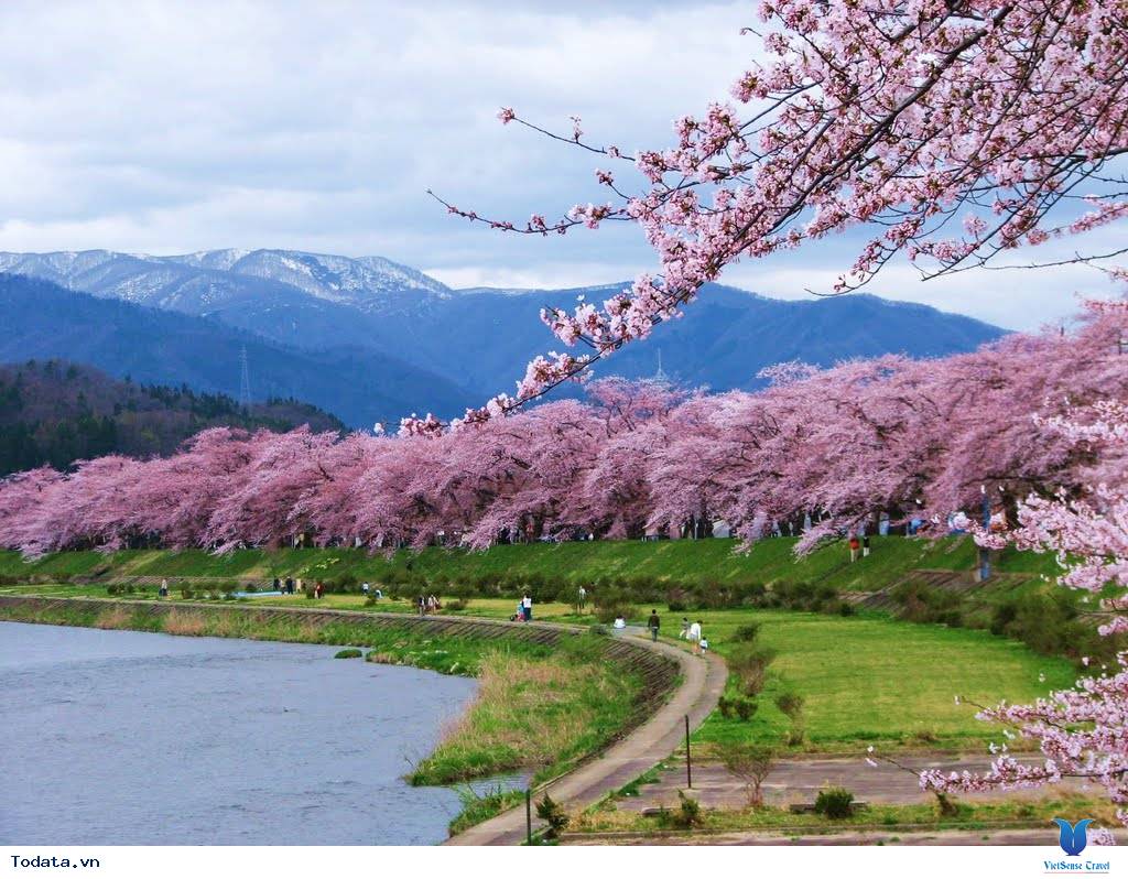 Ngắm hoa anh đào Nhật Bản ở đâu là lý tưởng nhất – Phần 1 - Ảnh 2 Ngắm hoa anh đào Nhật Bản ở đâu là lý tưởng nhất – Phần 1 - Ảnh 2