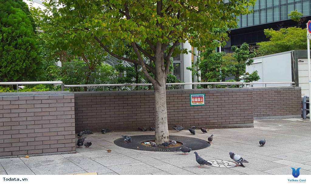 Ngắm khung cảnh bình yên vào buổi sáng của các thành phố lớn của Nhật Bản - Ảnh 1 Ngắm khung cảnh bình yên vào buổi sáng của các thành phố lớn của Nhật Bản - Ảnh 1