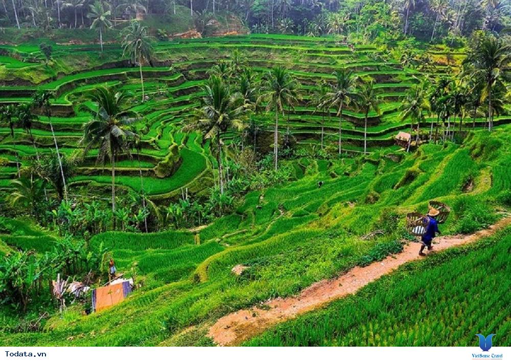 Ngắm ruộng bậc thang xanh mướt Tegalalang - Ảnh 2 Ngắm ruộng bậc thang xanh mướt Tegalalang - Ảnh 2