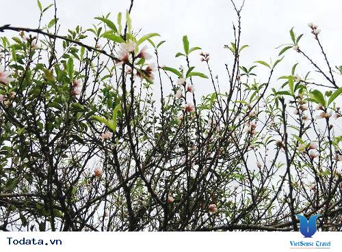 Ngỡ Ngàng Hoa Đào Nở Rộ Trên Mộc Châu Giữa Tiết Trời Mùa Thu - Ảnh 1 Ngỡ Ngàng Hoa Đào Nở Rộ Trên Mộc Châu Giữa Tiết Trời Mùa Thu - Ảnh 1