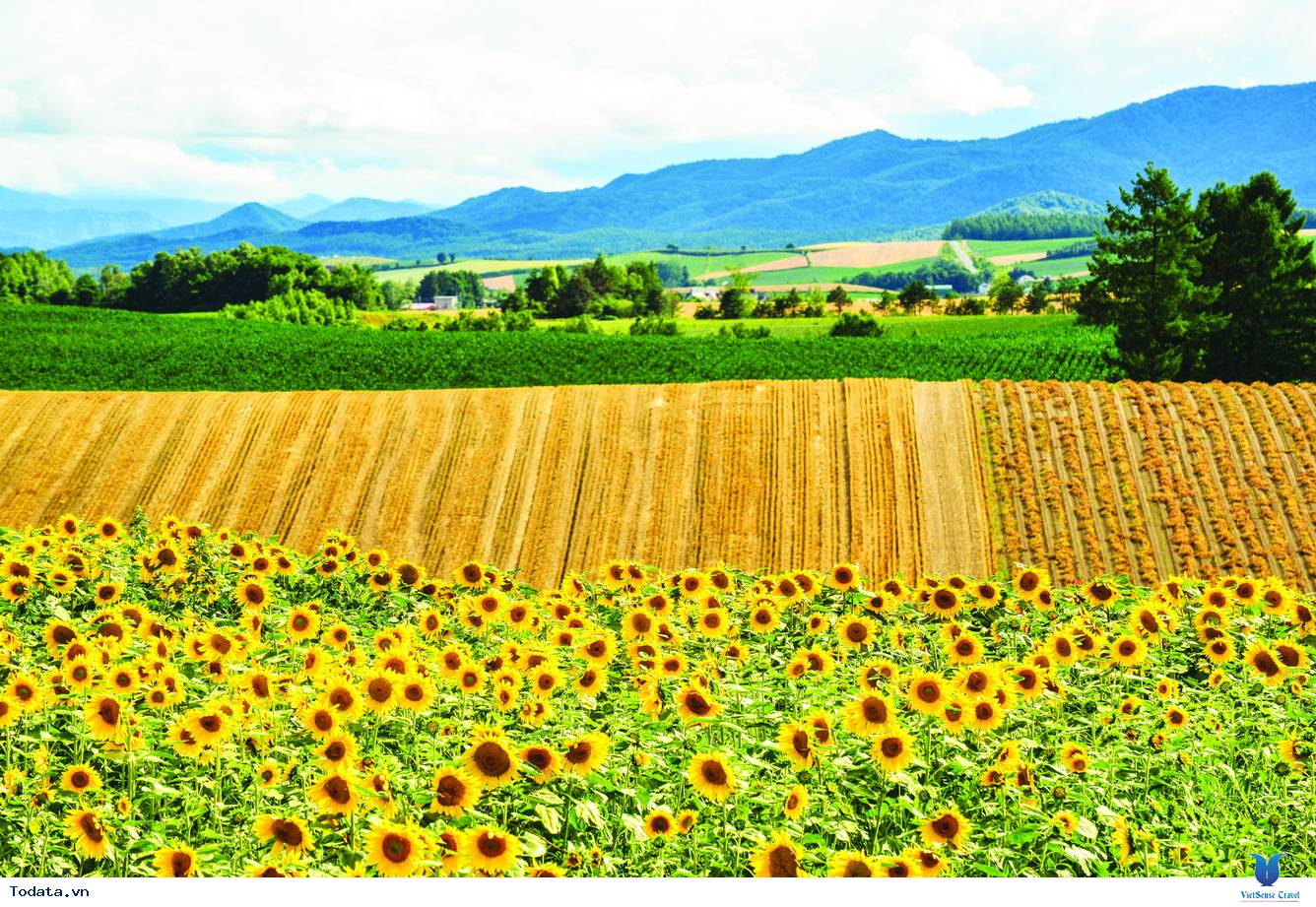 Nhật Bản nổi tiếng với Lễ hội hoa hướng dương - Ảnh 1