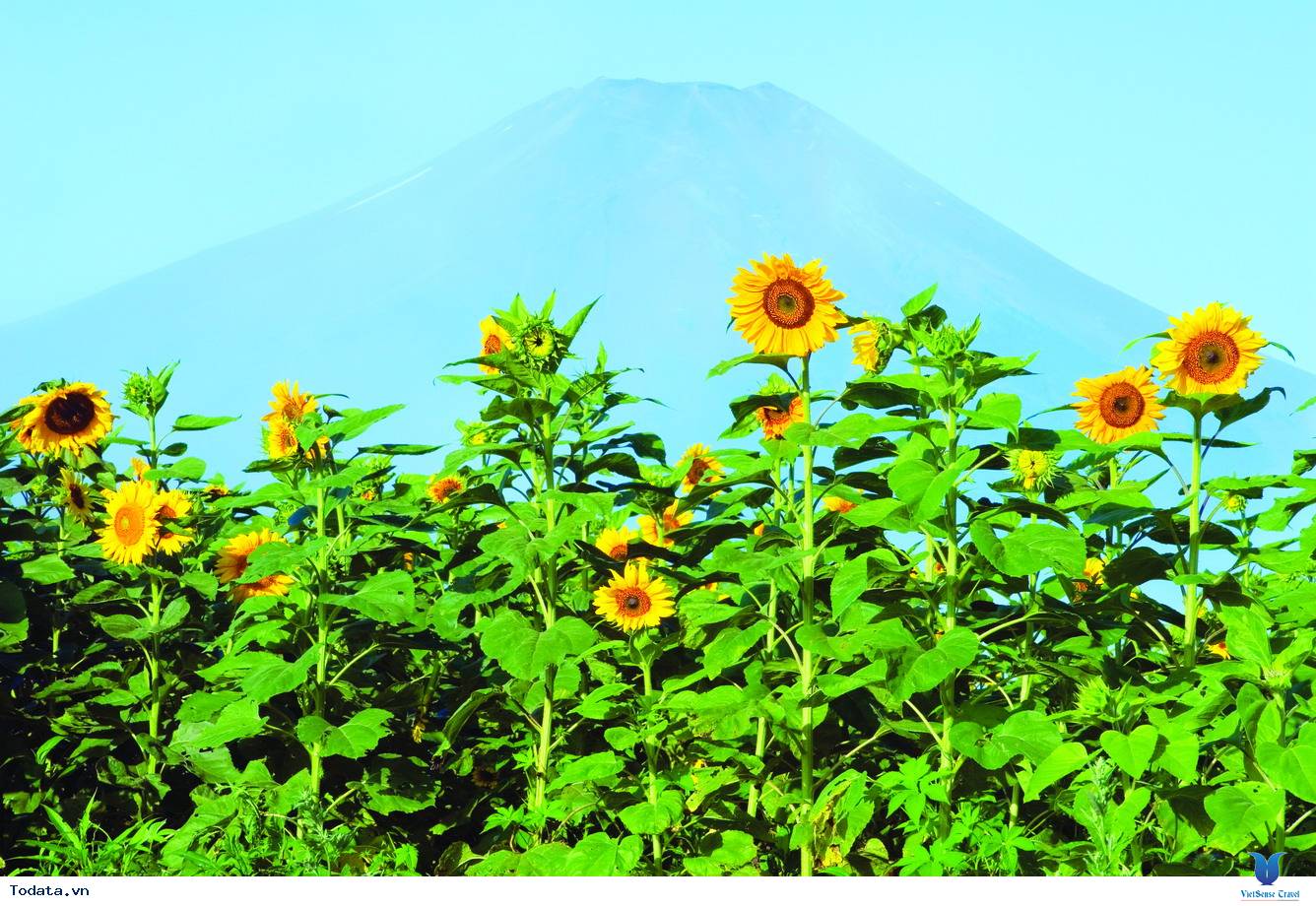 Nhật Bản nổi tiếng với Lễ hội hoa hướng dương - Ảnh 2