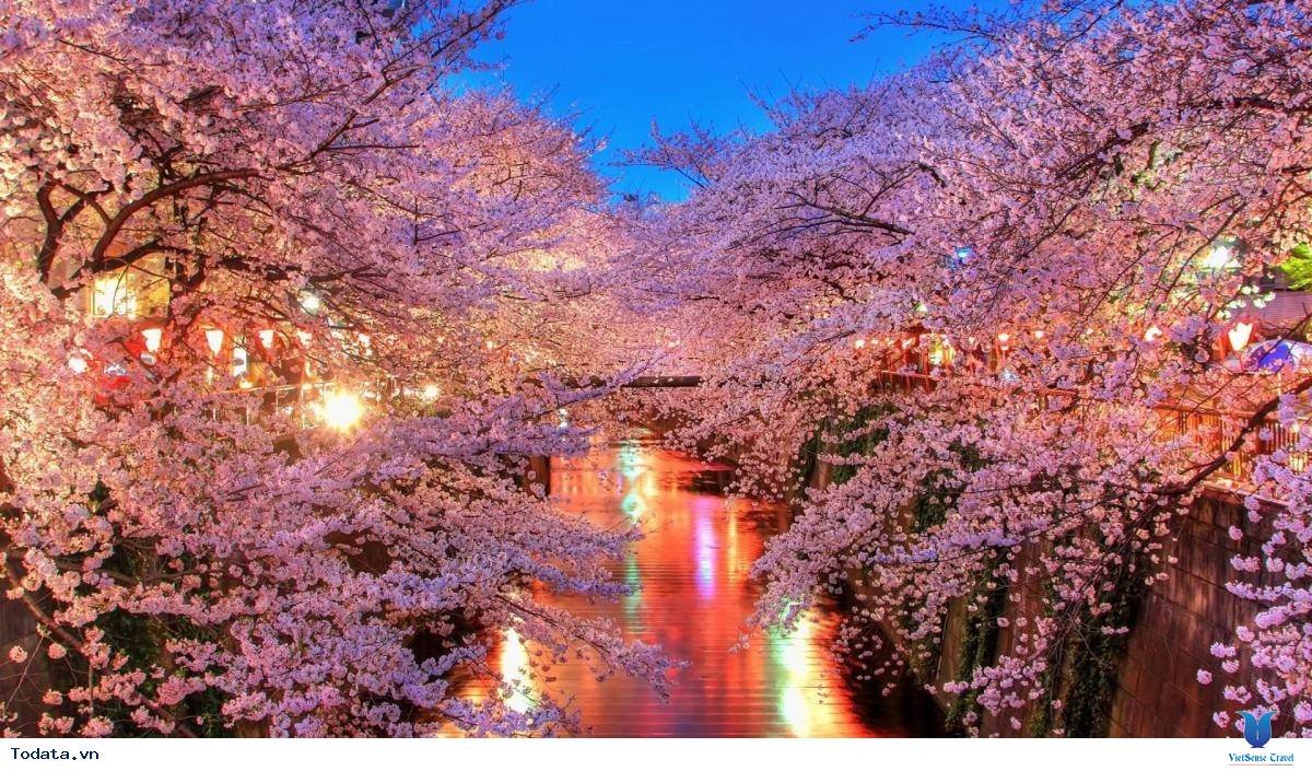 Những địa điểm để thưởng ngoạn hoa anh đào ở Nhật Bản - Ảnh 1 Những địa điểm để thưởng ngoạn hoa anh đào ở Nhật Bản - Ảnh 1