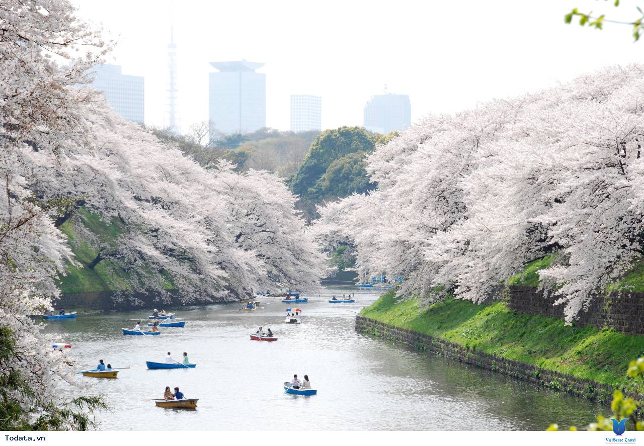 Những địa điểm để thưởng ngoạn hoa anh đào ở Nhật Bản - Ảnh 2 Những địa điểm để thưởng ngoạn hoa anh đào ở Nhật Bản - Ảnh 2