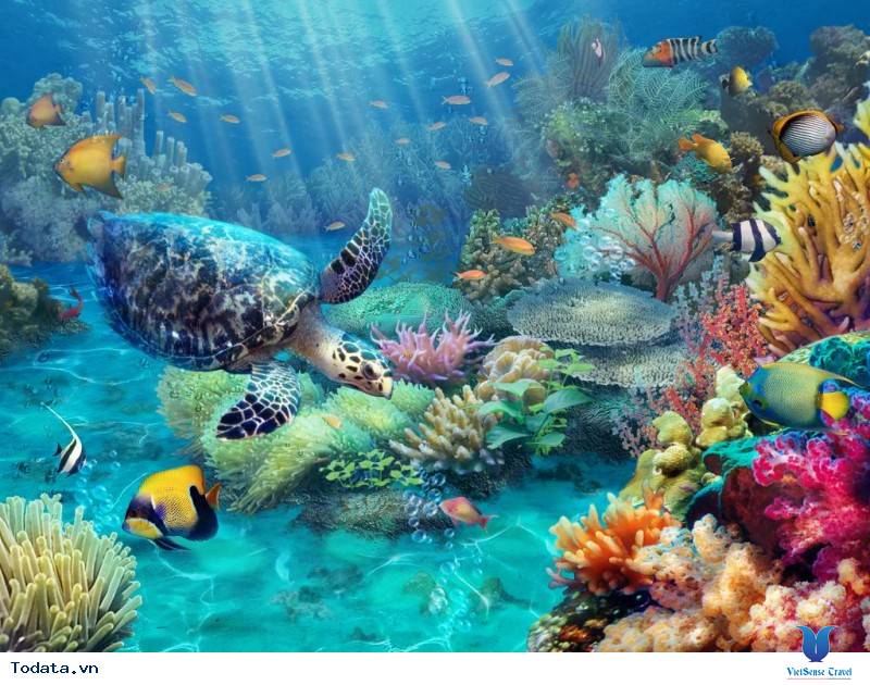 những điều kỳ diệu tại côn đảo - Ảnh 2