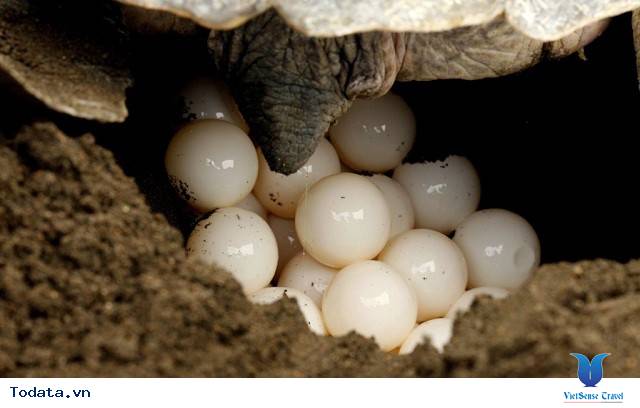 Những trải nghiệm thú vị khi bạn đi du lịch Côn Đảo - Ảnh 5