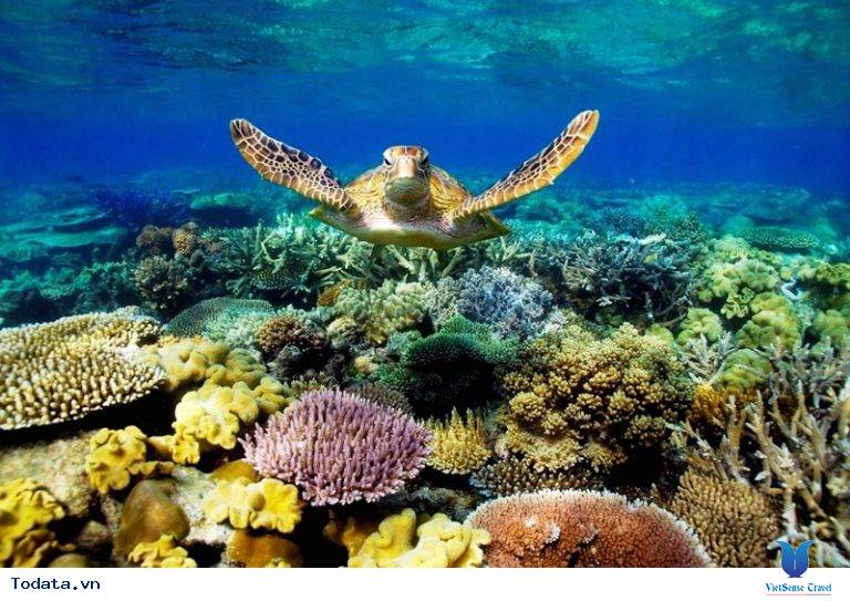 Những trải nghiệm thú vị khi bạn đi du lịch Côn Đảo - Ảnh 1