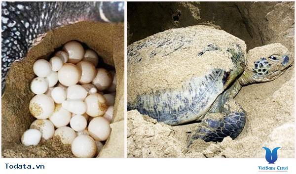 Những trải nghiệm thú vị khi bạn đi du lịch Côn Đảo - Ảnh 6