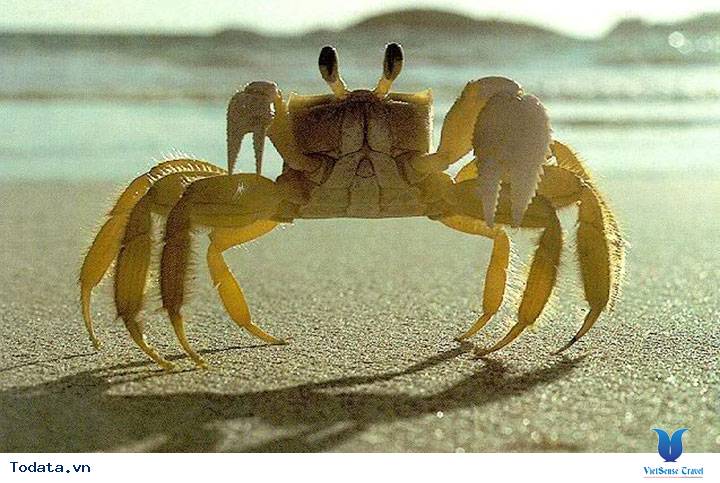 Những Trải Nghiệm Thú Vị Khi Đi Du Lịch Quan Lạn - Ảnh 1 Những Trải Nghiệm Thú Vị Khi Đi Du Lịch Quan Lạn - Ảnh 1