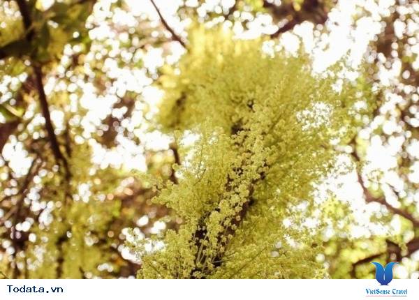 Những Trải Nghiệm Tuyệt Vời Khi Bạn Đến Cô Tô - Ảnh 7