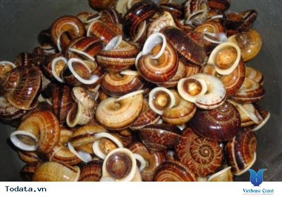 Ốc Đá Suối Bàng Mộc Châu - Ảnh 2