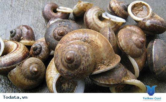 Ốc Đá Suối Bàng Mộc Châu - Ảnh 3