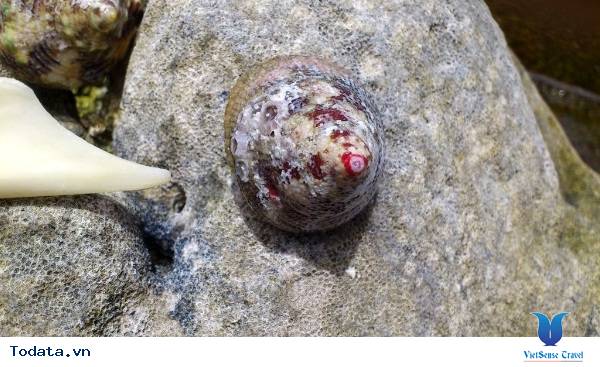 Ốc Vú Nàng ở Côn Đảo