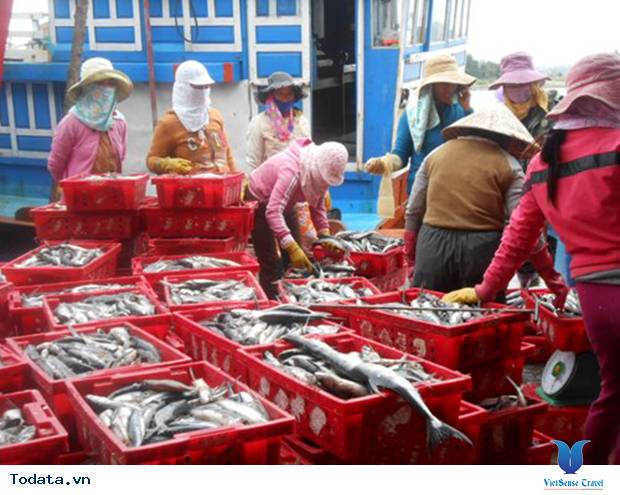 Rộn ràng mùa cá chuồn biển đảo Lý Sơn - Ảnh 3 Rộn ràng mùa cá chuồn biển đảo Lý Sơn - Ảnh 3