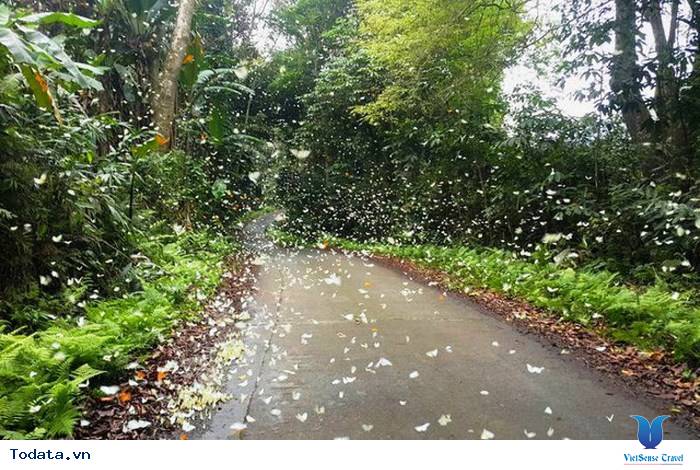 Rợp Trời Cánh Bướm Nơi Đất Rừng Cúc Phương - Ảnh 2