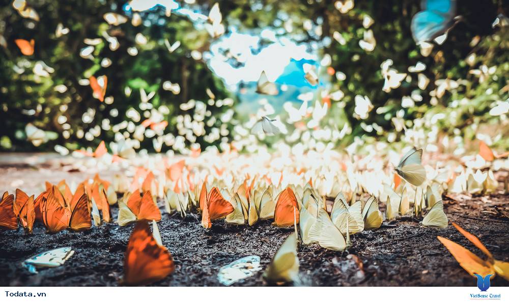 Rợp Trời Cánh Bướm Nơi Đất Rừng Cúc Phương - Ảnh 6