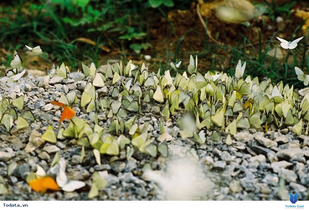 Rợp Trời Cánh Bướm Nơi Đất Rừng Cúc Phương - Ảnh 3