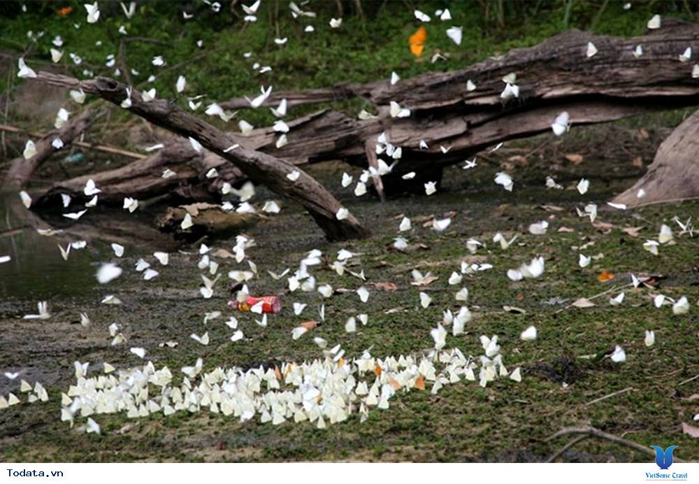 Rợp Trời Cánh Bướm Nơi Đất Rừng Cúc Phương - Ảnh 4