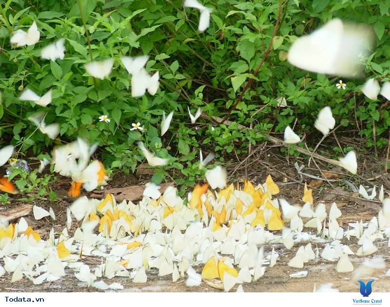 Rợp Trời Cánh Bướm Nơi Đất Rừng Cúc Phương - Ảnh 5