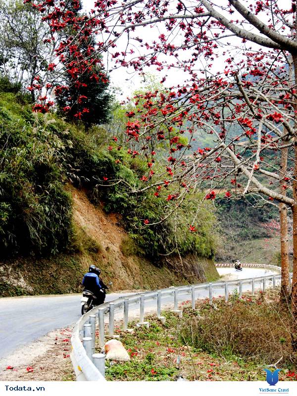 Rực rỡ sắc màu hoa Gạo trên Cao nguyên đá - Ảnh 4 Rực rỡ sắc màu hoa Gạo trên Cao nguyên đá - Ảnh 4