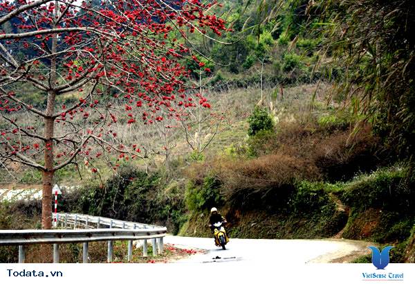 Rực rỡ sắc màu hoa Gạo trên Cao nguyên đá - Ảnh 3 Rực rỡ sắc màu hoa Gạo trên Cao nguyên đá - Ảnh 3