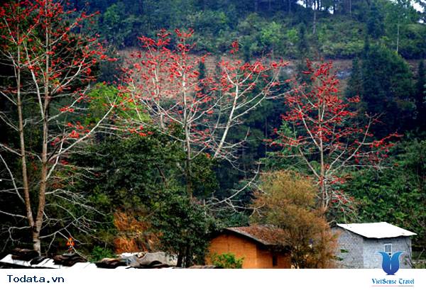 Rực rỡ sắc màu hoa Gạo trên Cao nguyên đá - Ảnh 2 Rực rỡ sắc màu hoa Gạo trên Cao nguyên đá - Ảnh 2