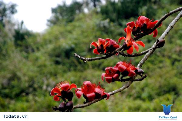 Rực rỡ sắc màu hoa Gạo trên Cao nguyên đá - Ảnh 1 Rực rỡ sắc màu hoa Gạo trên Cao nguyên đá - Ảnh 1