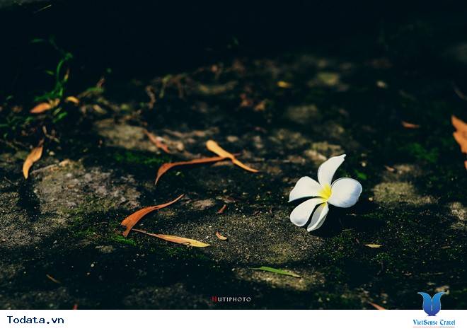 Rức Sắc Màu Hoa Trên Những Nẻo Đường Phượt Mùa Thu - Ảnh 13