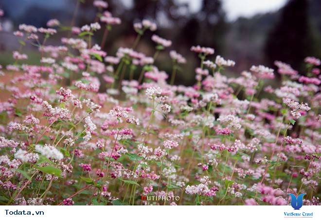 Rức Sắc Màu Hoa Trên Những Nẻo Đường Phượt Mùa Thu - Ảnh 1